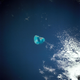Image for article titled Earth’s fragile coral reefs, seen from space